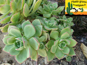 Aeonium haworthii