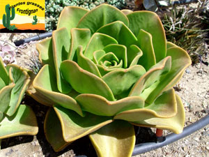 Aeonium nobile