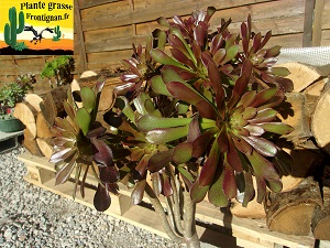 Aeonium PGF66