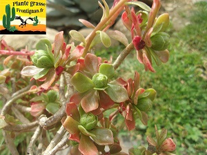 Aeonium spathulatum