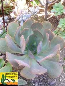 Aeonium urbicum