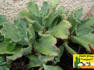 Cotyledon Coral