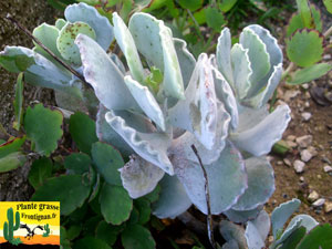 Cotyledon orbiculata Mucronata