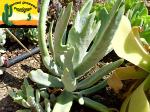 Cotyledon orbiculata Takbok