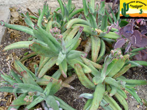 Cotyledon orbiculata Octopus