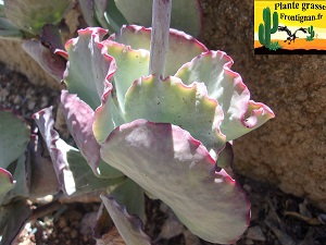 Cotyledon orbiculata Rose