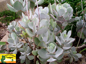 Cotyledon orbiculata Oblonga