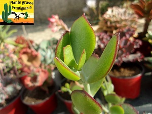 Cotyledon woodii