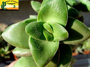 Crassula Bride s Bouquet