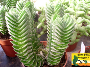 Crassula Buddha Temple