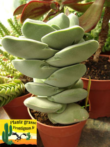 Crassula Ivoiry Tower