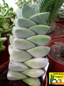 Crassula rectangulaire