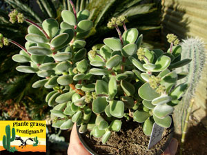 Crassula Velveta