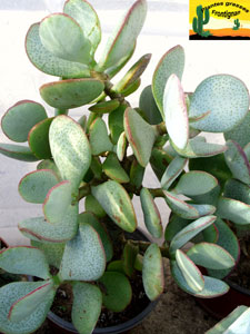 Crassula arborescens