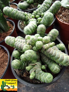 Crassula barklyi