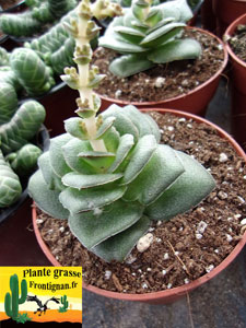 Crassula hemisphaerica