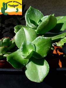 Crassula lactea