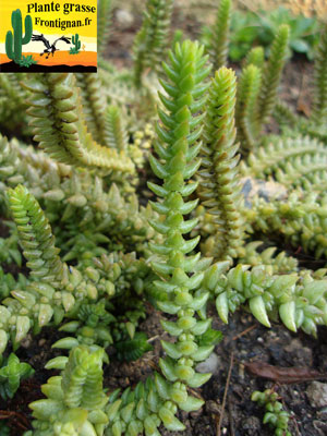 Crassula muscosa