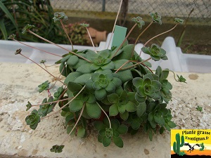 Crassula orbicularis