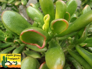 Crassula ovata Red Horn Tree