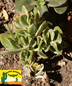 Crassula ovata Variegata