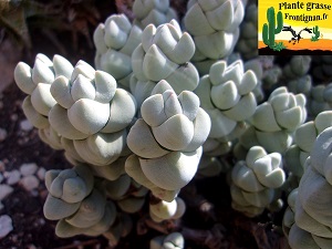 Crassula plegmatoides