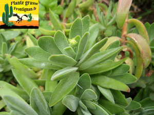 Crassula pubescens ssp pubescens