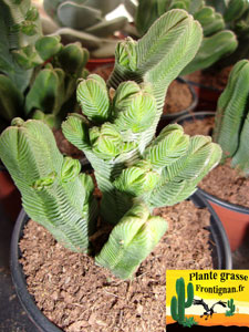 Crassula pyramidalis