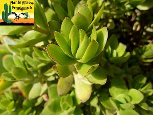 Crassula rubricaulis