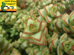 Crassula rupestris