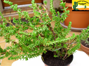 Crassula schimperi ssp phyturus