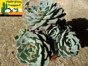 Echeveria Catorce