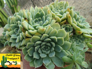 Echeveria Iria