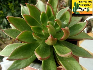 Echeveria Sp San Miguelito