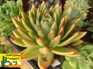 Echeveria agavoides Prolifera