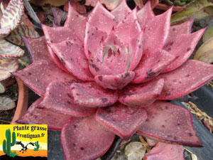 Echeveria agavoides Sirius