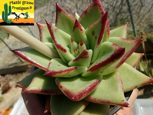 Echeveria agavoides