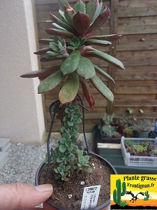 Echeveria alata