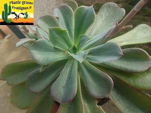Echeveria cerrograndensis