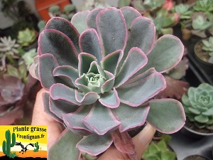 Echeveria chazaroi