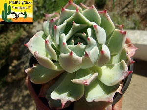 Echeveria chihuahuaensis