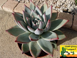 Echeveria colorata Mexican Giant