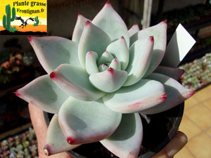 Echeveria colorata