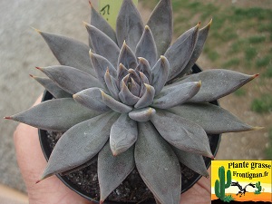 Echeveria craigiana