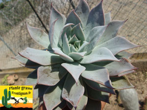 Echeveria cuspidata var cuspidata