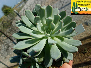 Echeveria cuspidata var zaragozae