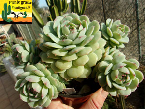 Echeveria derenbergii