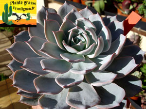 Echeveria desmetiana