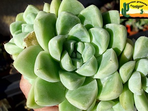 Echeveria elegans var kesselringiana