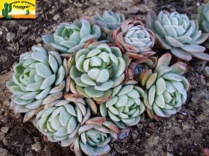 Echeveria elegans